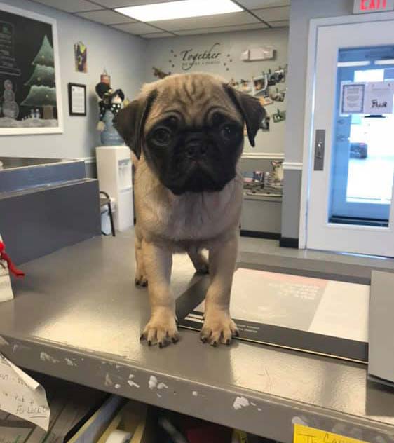 Hermitage Veterinary Hospital Veterinary Forms