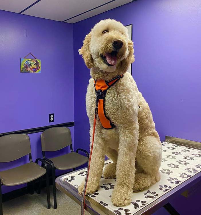 Dog Veterinarian Appointment