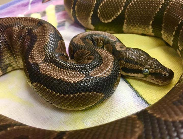 Exotic Pet Care