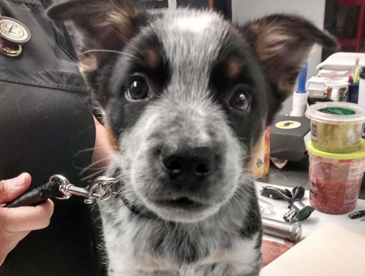 Puppy Care